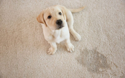 Use Nok-Out in Your Home Carpet Cleaning Machine