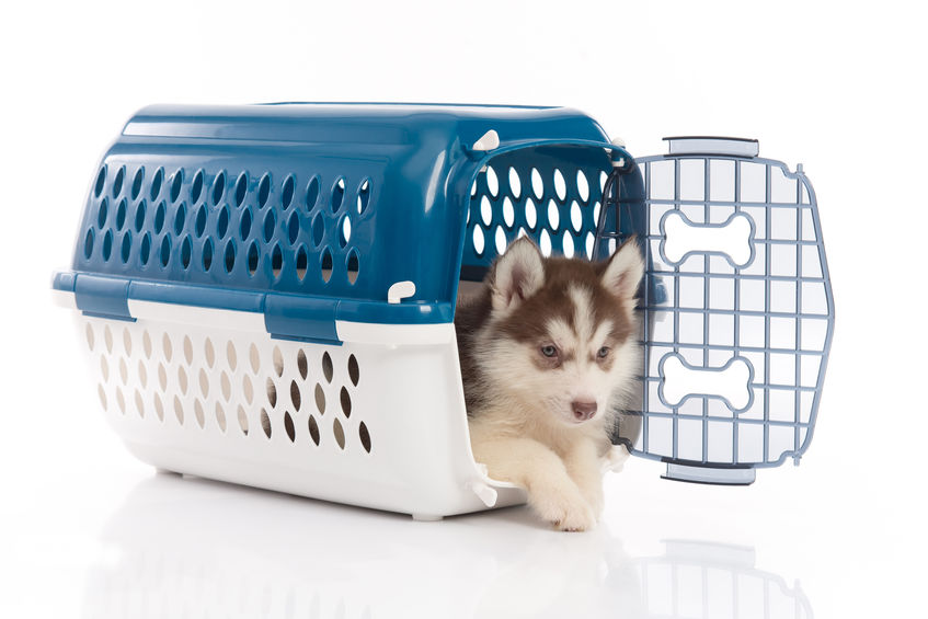 Disinfect your Pet Carrier