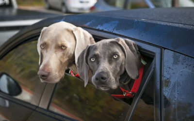 Get Rid of Pet Odor in your Car With Nok-Out