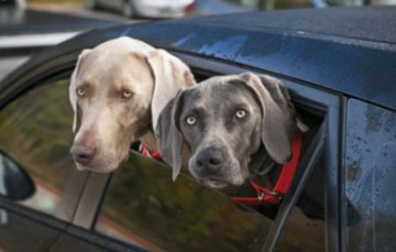 2 dogs hanging out of a car window