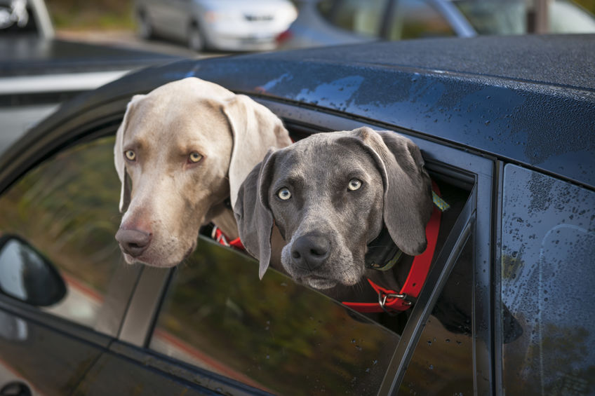 Tow dogs with heads hanging out the window of a car
