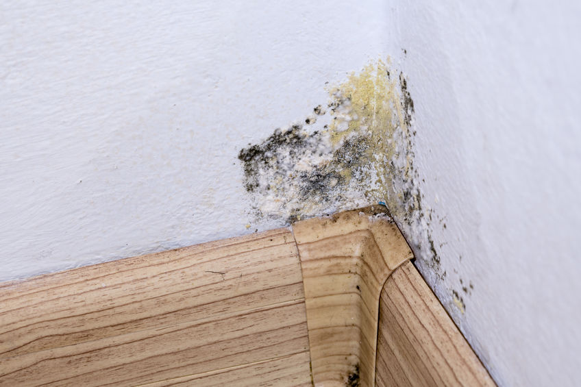 Get Rid of Mold in your basement