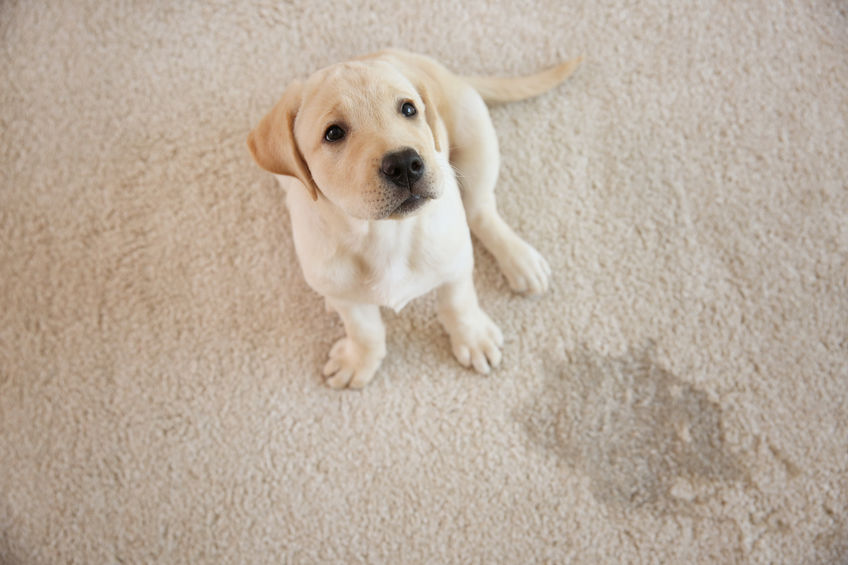 Get rid of carpet odor